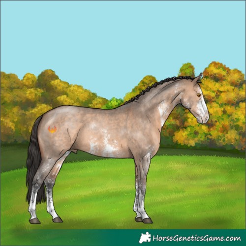 Horse Color:Brown Dun Sabino 