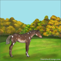Horse Color:White Spotted Liver Chestnut Mushroom 