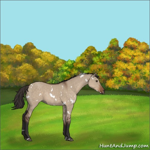 Horse Color:White Spotted Liver Red Dun Rabicano 