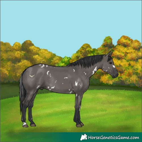 Horse Color:White Spotted Grullo Mushroom Rabicano 
