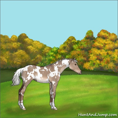 Horse Color:White Spotted Liver Red Dun Mushroom 