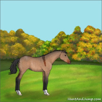Horse Color:Bay Dun Rabicano 