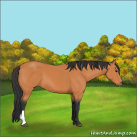 Horse Color:Unknown 