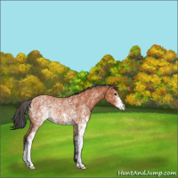 Horse Color:White Spotted Brown Rabicano