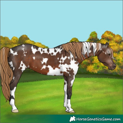 Horse Color:Gray White Spotted Liver Chestnut Appaloosa 