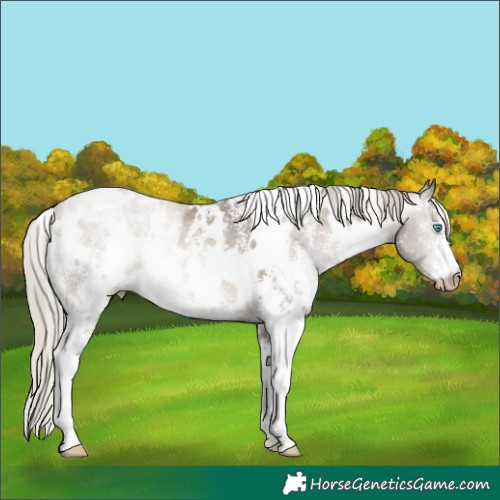 Horse Color:Gray White Spotted Silver Buckskin Pearl Sabino Appaloosa Rabicano
