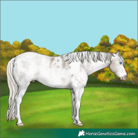 Horse Color:Gray White Spotted Silver Buckskin Pearl Sabino Appaloosa Rabicano