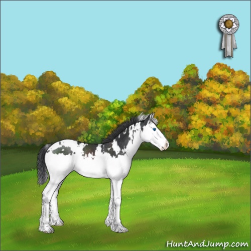 Horse Color:White Spotted Black Splash Rabicano 