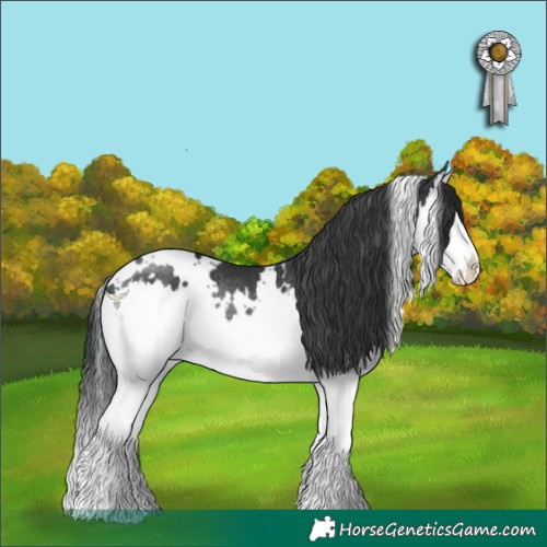 Horse Color:White Spotted Black Splash Rabicano