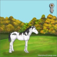 Horse Color:White Spotted Black Splash Rabicano 