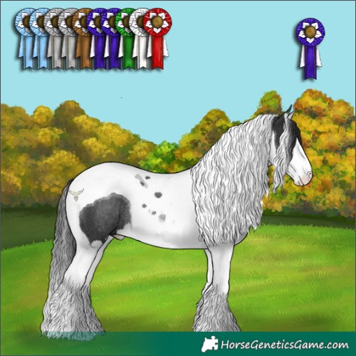 Horse Color:Black Splash Tobiano Rabicano 