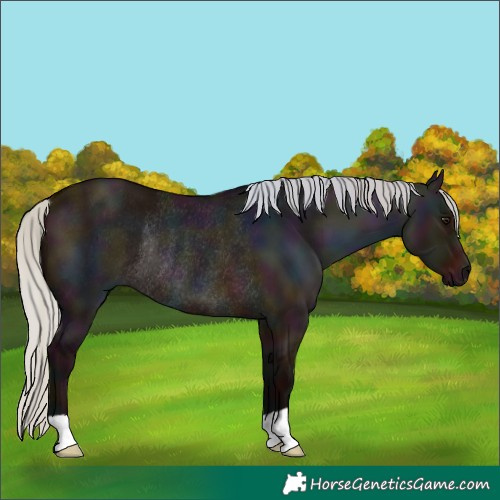 Horse Color:Midnight Silver Brown Dun Rabicano 