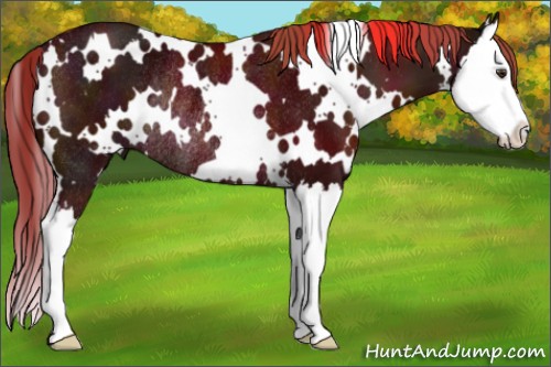 Horse Color:White Spotted Midnight Chestnut Splash Rabicano 