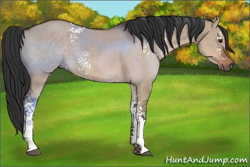 Horse Color:White Spotted Liver Red Dun Rabicano 
