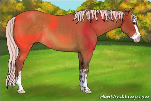 Horse Color:Silver Buckskin Splash Rabicano 