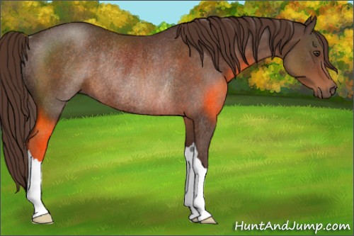 Horse Color:Liver Chestnut Rabicano 