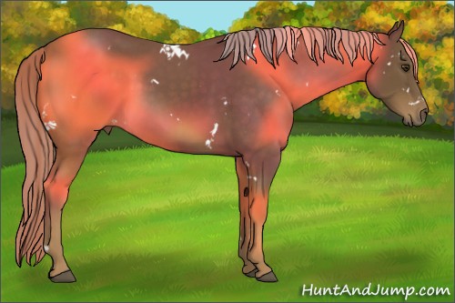 Horse Color:White Spotted Chocolate Palomino Rabicano 