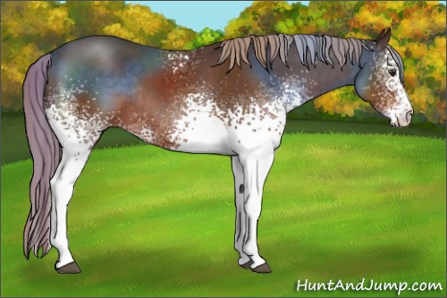 Horse Color:White Spotted Liver Chestnut Rabicano 