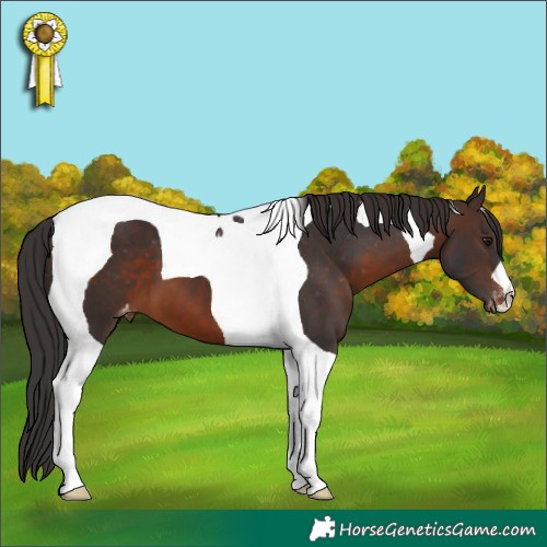 Horse Color:Brown Tobiano Appaloosa 