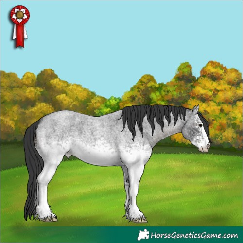 Horse Color:White Spotted Blue Roan 