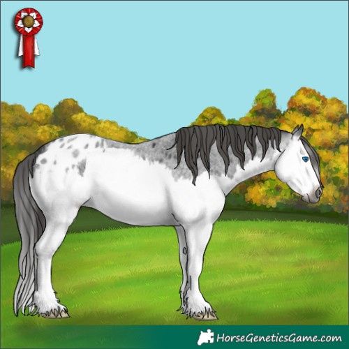 Horse Color:Gray Blue Roan Splash Appaloosa 