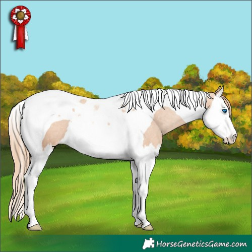 Horse Color:Gold Champagne Splash Tobiano Appaloosa 