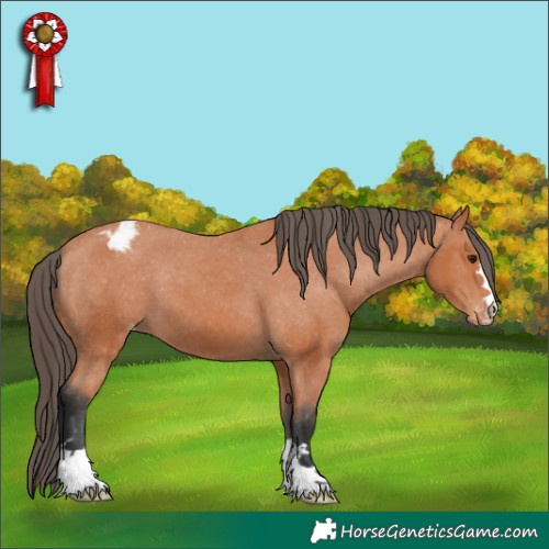 Horse Color:Bay Appaloosa 