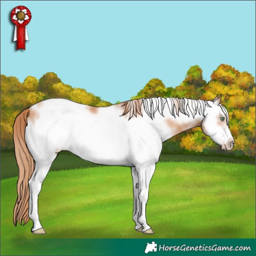 Horse Color:White Spotted Gold Champagne Frame 