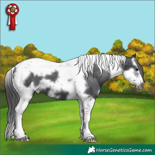 Horse Color:White Spotted Black Splash Tobiano Frame Appaloosa 