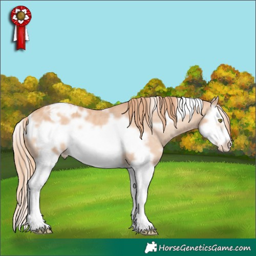 Horse Color:White Spotted Gold Champagne Splash Frame Appaloosa 