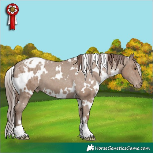 Horse Color:White Spotted Classic Champagne Appaloosa 