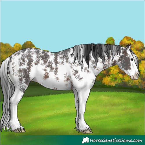 Horse Color:Brown Sabino Splash