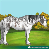Horse Color:Brown Sabino Splash 