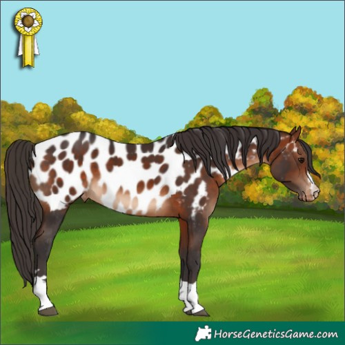 Horse Color:Bay Appaloosa 