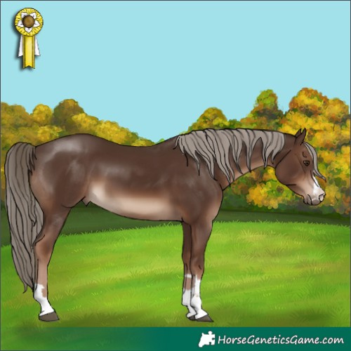 Horse Color:Liver Chestnut 