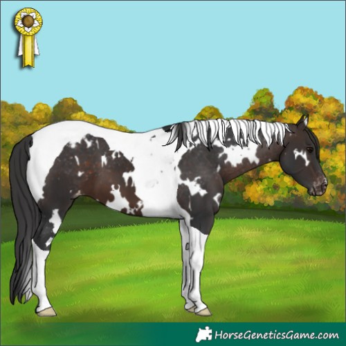 Horse Color:White Spotted Brown Tobiano Appaloosa 