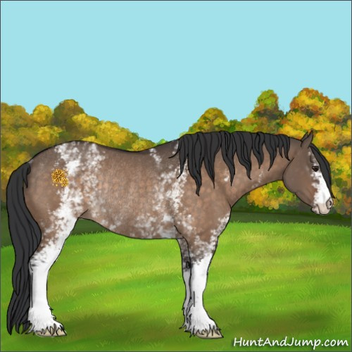 Horse Color:White Spotted Brown Dun Rabicano 
