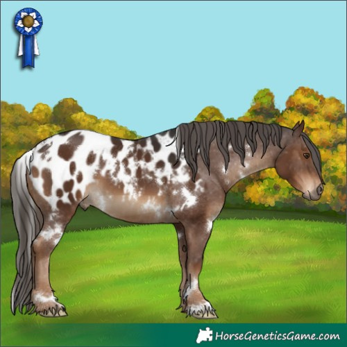 Horse Color:Gray White Spotted Liver Chestnut Appaloosa 