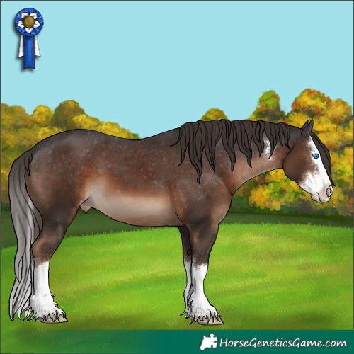 Horse Color:Liver Chestnut Sabino Splash Appaloosa 