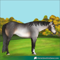 Horse Color:Gray Bay Rabicano 