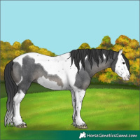 Horse Color:Blue Roan Splash Tobiano