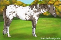 Horse Color:White Spotted Smoky Grullo Appaloosa 