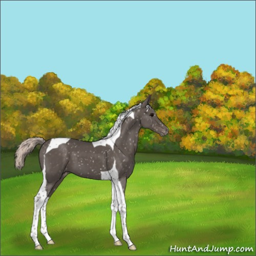 Horse Color:Silver Black Tobiano Snowflake Varnish
