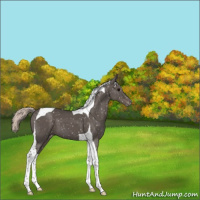 Horse Color:Silver Black Tobiano Snowflake Varnish 