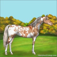 Horse Color:White Spotted Silver Bay Dun Appaloosa Brindle 