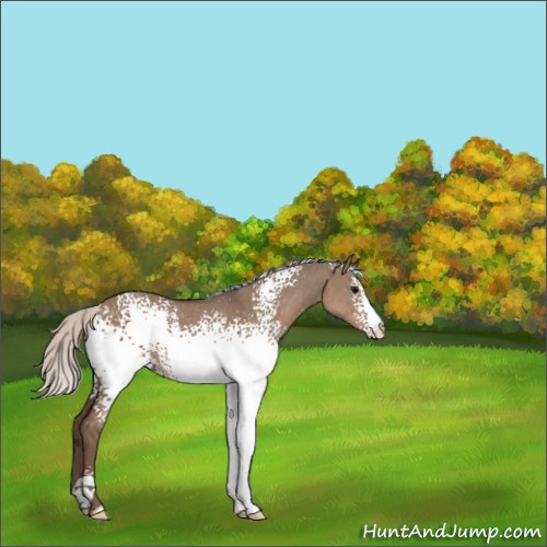 Horse Color:White Spotted Silver Grullo Sabino Rabicano