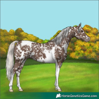 Horse Color:White Spotted Silver Black Tobiano Snowflake Varnish 