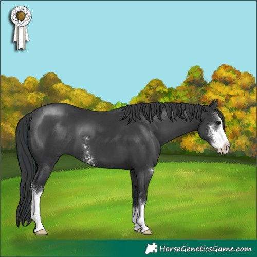 Horse Color:Black Sabino 