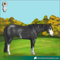 Horse Color:Black Sabino