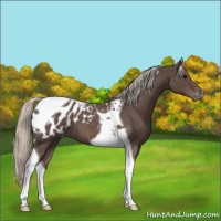 Horse Color:Silver Blue Roan Tobiano Appaloosa 